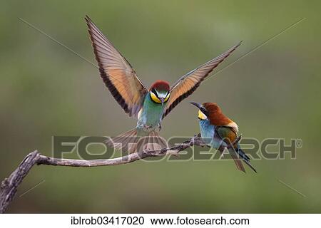 "Bee-eaters (Merops apiaster), North Bulgaria, Bulgaria, Europe" View Large Photo Image Stock Image - "Bee-eaters (Merops apiaster), North Bulgaria, Bulgaria, Europe". Fotosearch