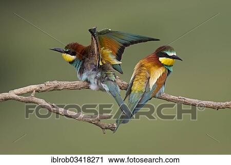 "Bee-eaters (Merops apiaster), North Bulgaria, Bulgaria, Europe" View Large Photo Image Stock Image - "Bee-eaters (Merops apiaster), North Bulgaria, Bulgaria, Europe". Fotosearch