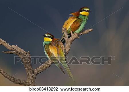 "Bee-eaters (Merops apiaster), North Bulgaria, Bulgaria, Europe" View Large Photo Image Stock Image - "Bee-eaters (Merops apiaster), North Bulgaria, Bulgaria, Europe". Fotosearch