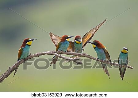 "Bee-eaters (Merops apiaster), North Bulgaria, Bulgaria, Europe" View Large Photo Image Stock Photo - "Bee-eaters (Merops apiaster), North Bulgaria, Bulgaria, Europe". Fotosearch