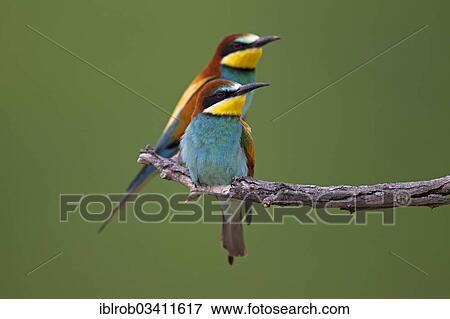 "Bee-eaters (Merops apiaster), North Bulgaria, Bulgaria, Europe" View Large Photo Image Stock Photo - "Bee-eaters (Merops apiaster), North Bulgaria, Bulgaria, Europe". Fotosearch