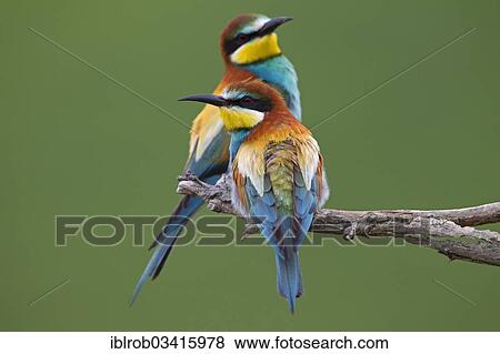 "Bee-eaters (Merops apiaster), North Bulgaria, Bulgaria, Europe" View Large Photo Image Stock Photo - "Bee-eaters (Merops apiaster), North Bulgaria, Bulgaria, Europe". Fotosearch