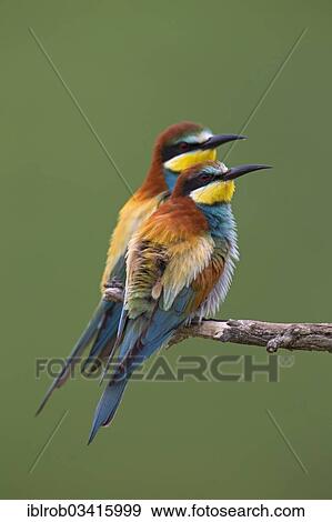 "Bee-eaters (Merops apiaster), North Bulgaria, Bulgaria, Europe" View Large Photo Image Stock Photo - "Bee-eaters (Merops apiaster), North Bulgaria, Bulgaria, Europe". Fotosearch