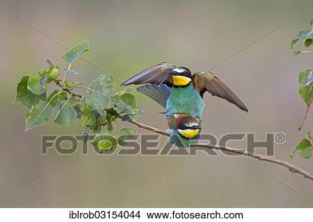 "Bee-eaters (Merops apiaster), copulation, North Bulgaria, Bulgaria, Europe" View Large Photo Image Picture - "Bee-eaters (Merops apiaster), copulation, North Bulgaria, Bulgaria, Europe". Fotosearch