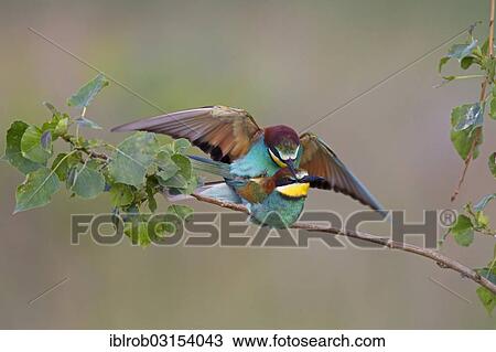 "Bee-eaters (Merops apiaster), copulation, North Bulgaria, Bulgaria, Europe" View Large Photo Image Stock Image - "Bee-eaters (Merops apiaster), copulation, North Bulgaria, Bulgaria, Europe". Fotosearch