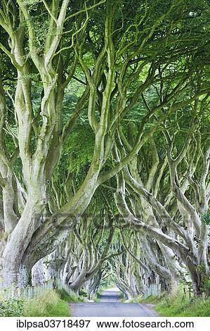 "Beech Avenue Dark Hedges, Bregagh Road, Armoy, County Antrim, Ireland, Europe" View Large Photo Image Stock Photo - "Beech Avenue Dark Hedges, Bregagh Road, Armoy, County Antrim, Ireland, Europe". Fotosearch
