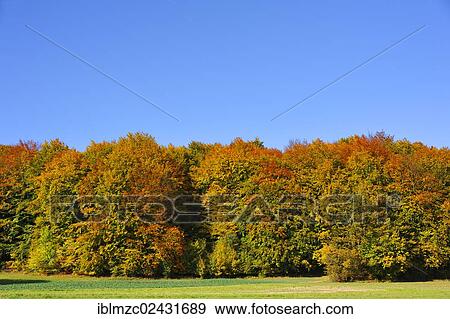 "Beech (Fagus) forest in autumn against a blue sky, Enzenreuth, Franconian Switzerland, Middle Franconia, Bavaria, Germany, Europe" View Large Photo Image Stock Photo - "Beech (Fagus) forest in autumn against a blue sky, Enzenreuth, Franconian Switzerland, Middle Franconia, Bavaria, Germany, Europe". Fotosearch
