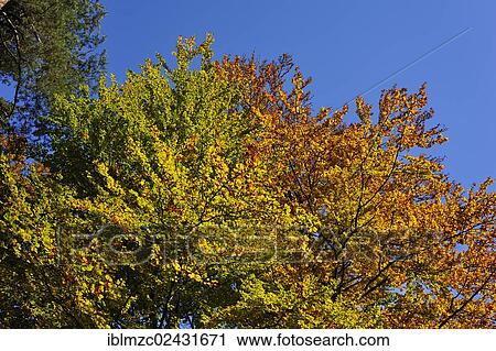"Beech (Fagus) in autumn, Enzenreuth, Franconian Switzerland, Middle Franconia, Bavaria, Germany, Europe" View Large Photo Image Stock Image - "Beech (Fagus) in autumn, Enzenreuth, Franconian Switzerland, Middle Franconia, Bavaria, Germany, Europe". Fotosearch