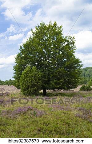 "Beech (Fagus) in Totengrund, Wilseder Berg, Lueneburg Heath, Lower Saxony, Germany, Europe" View Large Photo Image Stock Image - "Beech (Fagus) in Totengrund, Wilseder Berg, Lueneburg Heath, Lower Saxony, Germany, Europe". Fotosearch