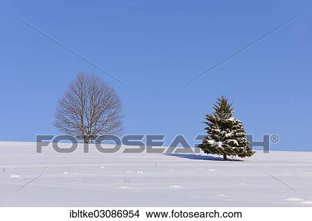"Beech (Fagus sp. ) and Fir (Abies sp. ) in winter, Onstmettingen, Schwabische Alb, Baden-Wurttemberg, Germany, Europe" View Large Photo Image Picture - "Beech (Fagus sp. ) and Fir (Abies sp. ) in winter, Onstmettingen, Schwabische Alb, Baden-Wurttemberg, Germany, Europe". Fotosearch
