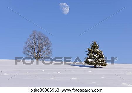 "Beech (Fagus sp. ) and Fir (Abies sp. ) in winter, Onstmettingen, Schwabische Alb, Baden-Wurttemberg, Germany, Europe" View Large Photo Image Stock Image - "Beech (Fagus sp. ) and Fir (Abies sp. ) in winter, Onstmettingen, Schwabische Alb, Baden-Wurttemberg, Germany, Europe". Fotosearch