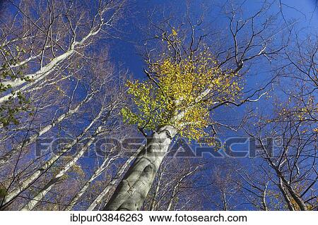 "Beech (Fagus sp. ) with the remainder of autumn leaves, Saxony-Anhalt, Germany, Europe" View Large Photo Image Stock Image - "Beech (Fagus sp. ) with the remainder of autumn leaves, Saxony-Anhalt, Germany, Europe". Fotosearch