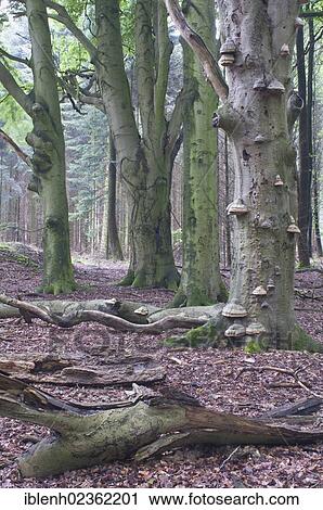 Stock Image - "Beech (Fagus sylvatica) forest, Tinner Loh, Emsland, Lower Saxony, Germany, Europe". Fotosearch