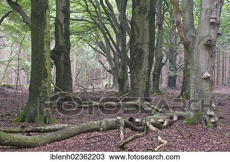 Stock Image - "Beech (Fagus sylvatica) forest, Tinner Loh, Emsland, Lower Saxony, Germany, Europe". Fotosearch