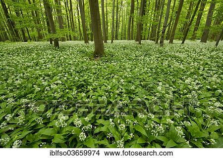 Picture - "Beech (Fagus sylvatica) forest with flowering Ramsons or Wild Garlic (Allium ursinum), Hainich National Park, Thuringia, Germany, Europe". Fotosearch