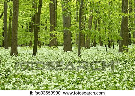 "Beech (Fagus sylvatica) forest with flowering Ramsons or Wild Garlic (Allium ursinum), Hainich National Park, Thuringia, Germany, Europe" View Large Photo Image Stock Image - "Beech (Fagus sylvatica) forest with flowering Ramsons or Wild Garlic (Allium ursinum), Hainich National Park, Thuringia, Germany, Europe". Fotosearch