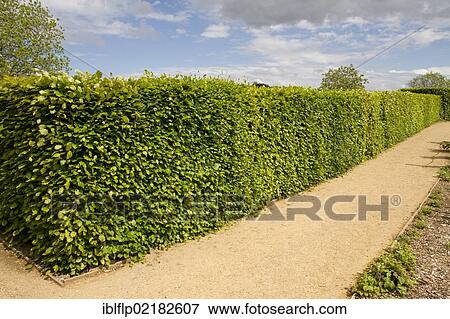 Beech (Fagus sylvatica) hedge in spring View Large Photo Image Stock Photo - Beech (Fagus sylvatica) hedge in spring. Fotosearch
