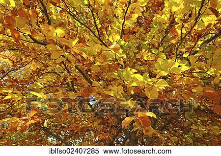 Stock Photography - "Beech (Fagus sylvatica) in autumn colours, Thuringia, Germany, Europe". Fotosearch