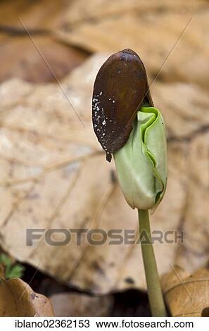 Stock Image - "Beech (Fagus sylvatica), seedling, Kramsach, Tyrol, Austria, Europe". Fotosearch