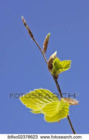 "Beech (Fagus sylvatica), twig with fresh leaves and buds, Jasmund National Park, Mecklenburg-Western Pomerania, Germany, Europe" View Large Photo Image Stock Image - "Beech (Fagus sylvatica), twig with fresh leaves and buds, Jasmund National Park, Mecklenburg-Western Pomerania, Germany, Europe". Fotosearch