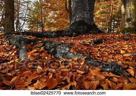 "Beech (Fagus) with beech leaves, Ronsberg, East Allgaeu, Bavaria, Germany, Europe" View Large Photo Image Stock Image - "Beech (Fagus) with beech leaves, Ronsberg, East Allgaeu, Bavaria, Germany, Europe". Fotosearch