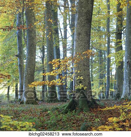 "Beech forest, Beech trees (Fagus sylvatica), Parc Naturel Regional des Volcans d'Auvergne, natural regional park of Volcans d'Auvergne, Puy de Dome, Auvergne, France, Europe" View Large Photo Image Stock Image - "Beech forest, Beech trees (Fagus sylvatica), Parc Naturel Regional des Volcans d'Auvergne, natural regional park of Volcans d'Auvergne, Puy de Dome, Auvergne, France, Europe". Fotosearch