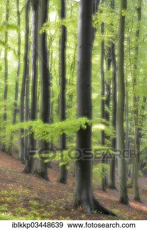 "Beech forest, Beeches (Fagus sylvatica), double exposure, Binz, Mecklenburg-Western Pomerania, Germany, Europe" View Large Photo Image Stock Photo - "Beech forest, Beeches (Fagus sylvatica), double exposure, Binz, Mecklenburg-Western Pomerania, Germany, Europe". Fotosearch