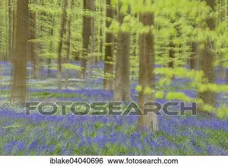 Stock Photograph - "Beech forest, Beeches (Fagus sylvatica) with Bluebells (Hyacinthoides), double exposure, spring, Hallerbos, Brussels, Belgium, Europe". Fotosearch