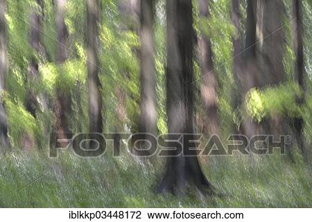 "Beech forest, blurred, abstract, Binz, Mecklenburg-Western Pomerania, Germany, Europe" View Large Photo Image Stock Image - "Beech forest, blurred, abstract, Binz, Mecklenburg-Western Pomerania, Germany, Europe". Fotosearch