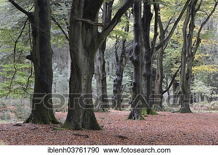 Stock Image - "Beech forest, European Beech or Common Beech (Fagus sylvatica), Tinner Loh, Haren, Emsland, Lower Saxony, Germany, Europe". Fotosearch