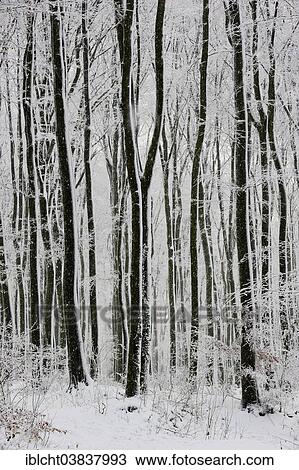 "Beech forest (Fagus sylvatica) in winter, North Rhine-Westphalia, Germany, Europe" View Large Photo Image Stock Image - "Beech forest (Fagus sylvatica) in winter, North Rhine-Westphalia, Germany, Europe". Fotosearch