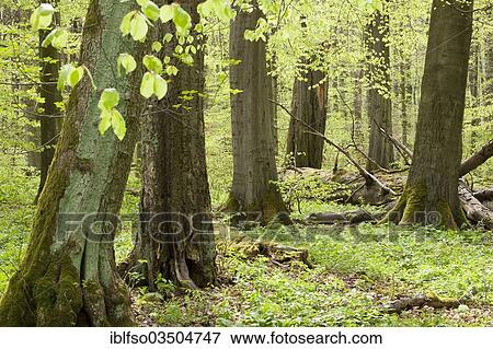 "Beech forest (Fagus sylvatica) in spring, Hainich National Park, Thuringia, Germany, Europe" View Large Photo Image Stock Photo - "Beech forest (Fagus sylvatica) in spring, Hainich National Park, Thuringia, Germany, Europe". Fotosearch