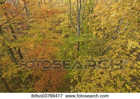 Stock Photo - "Beech forest in autumn, European Beech or Common Beech (Fagus sylvatica), Hainich National Park, Thuringia, Germany, Europe". Fotosearch