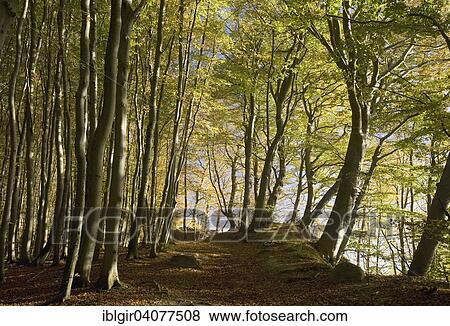 "Beech forest in autumn, Jasmund National Park, Rugen, Mecklenburg-Western Pomerania" View Large Photo Image Stock Photo - "Beech forest in autumn, Jasmund National Park, Rugen, Mecklenburg-Western Pomerania". Fotosearch