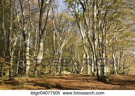 "Beech forest in autumn, Jasmund National Park, Rugen, Mecklenburg-Western Pomerania, Germany, Europe" View Large Photo Image Stock Photography - "Beech forest in autumn, Jasmund National Park, Rugen, Mecklenburg-Western Pomerania, Germany, Europe". Fotosearch
