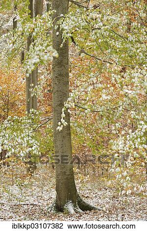 "Beech forest in autumn with colourful autumn leaves and snow, Thale, Saxony-Anhalt, Germany, Europe" View Large Photo Image Stock Image - "Beech forest in autumn with colourful autumn leaves and snow, Thale, Saxony-Anhalt, Germany, Europe". Fotosearch
