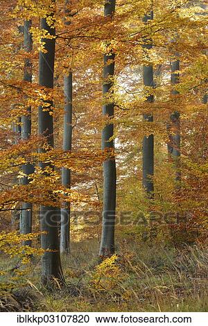 "Beech forest in autumn with colourful autumn leaves, Thale, Saxony-Anhalt, Germany, Europe" View Large Photo Image Stock Image - "Beech forest in autumn with colourful autumn leaves, Thale, Saxony-Anhalt, Germany, Europe". Fotosearch