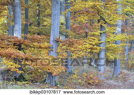 "Beech forest in autumn with colourful autumn leaves, Thale, Saxony-Anhalt, Germany, Europe" View Large Photo Image Stock Photo - "Beech forest in autumn with colourful autumn leaves, Thale, Saxony-Anhalt, Germany, Europe". Fotosearch