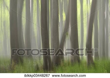 "Beech forest in the fog, blurred, abstract, Binz, Mecklenburg-Western Pomerania, Germany, Europe" View Large Photo Image Stock Photo - "Beech forest in the fog, blurred, abstract, Binz, Mecklenburg-Western Pomerania, Germany, Europe". Fotosearch