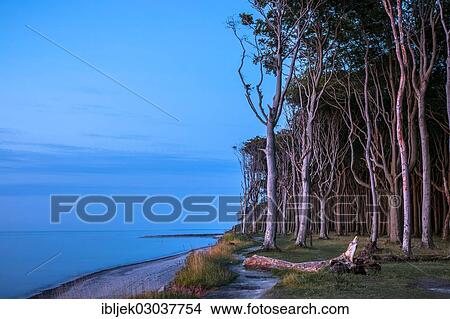 Picture - "Beech forest on the Baltic coast in the evening light, ghost forest, Nienhagen, Mecklenburg-Western Pomerania, Germany, Europe". Fotosearch