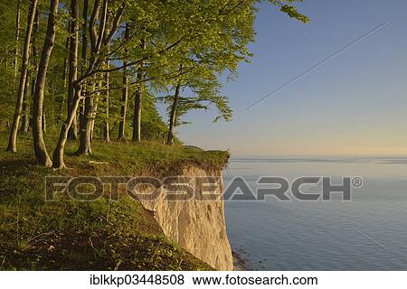 "Beech forest on the edge of the steep coast in the first morning light, Dranske, Mecklenburg-Western Pomerania, Germany, Europe" View Large Photo Image Stock Photo - "Beech forest on the edge of the steep coast in the first morning light, Dranske, Mecklenburg-Western Pomerania, Germany, Europe". Fotosearch
