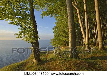 "Beech forest on the edge of the steep coast in the first morning light, Dranske, Mecklenburg-Western Pomerania, Germany, Europe" View Large Photo Image Stock Photo - "Beech forest on the edge of the steep coast in the first morning light, Dranske, Mecklenburg-Western Pomerania, Germany, Europe". Fotosearch