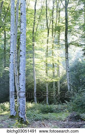 "Beech forest, Parc Naturel Regional du Livradois Forez, Livradois Forez Natural Regional, Puy de Dome, Auvergne, France, Europe" View Large Photo Image Stock Image - "Beech forest, Parc Naturel Regional du Livradois Forez, Livradois Forez Natural Regional, Puy de Dome, Auvergne, France, Europe". Fotosearch