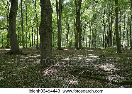 Stock Image - "Beech forest with Beech (Fagus sylvatica), Stovern Forest, Salzbergen, Emsland, Lower Saxony, Germany, Europe". Fotosearch