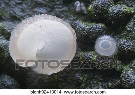 Picture - Beech Jellydisc (Neobulgaria pura), Tinner Loh, Haren, Emsland, Lower Saxony, Germany, Europe. Fotosearch