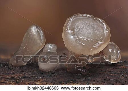 "Beech Jellydisc (Ombrophila pura), Bad Hersfeld, Hesse, Germany, Europe" View Large Photo Image Stock Image - "Beech Jellydisc (Ombrophila pura), Bad Hersfeld, Hesse, Germany, Europe". Fotosearch