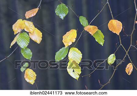 "Beech leaves (Fagus sylvatica) in autumn, Tinner Loh, Haren, Emsland, Lower Saxony, Germany, Europe" View Large Photo Image Stock Image - "Beech leaves (Fagus sylvatica) in autumn, Tinner Loh, Haren, Emsland, Lower Saxony, Germany, Europe". Fotosearch