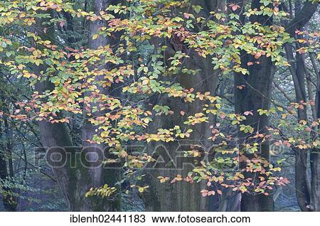 Stock Image - "Beech leaves (Fagus sylvatica), Tinner Loh, Haren, Emsland, Lower Saxony, Germany, Europe". Fotosearch