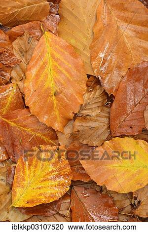 Stock Image - "Beech leaves in autumn, Thale, Saxony-Anhalt, Germany, Europe". Fotosearch