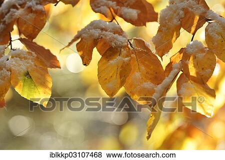 "Beech leaves in autumn, Thale, Saxony-Anhalt, Germany, Europe" View Large Photo Image Stock Photo - "Beech leaves in autumn, Thale, Saxony-Anhalt, Germany, Europe". Fotosearch